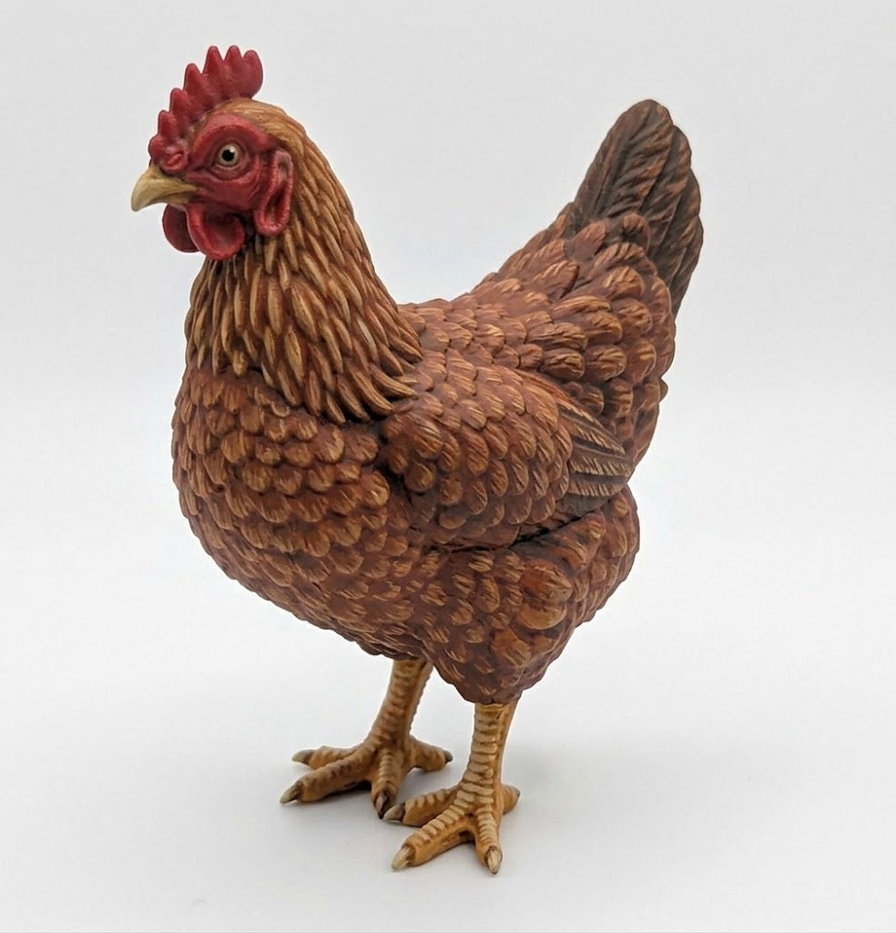 Gallina comun